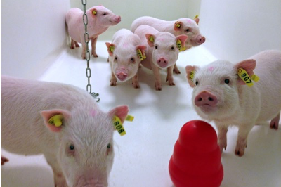 Minipigs